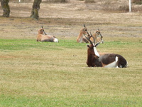 Bontebok at Langerbaan