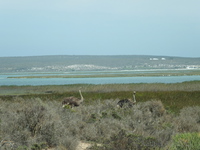 Ostriches