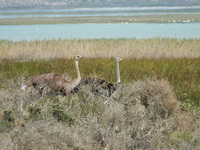 Ostriches