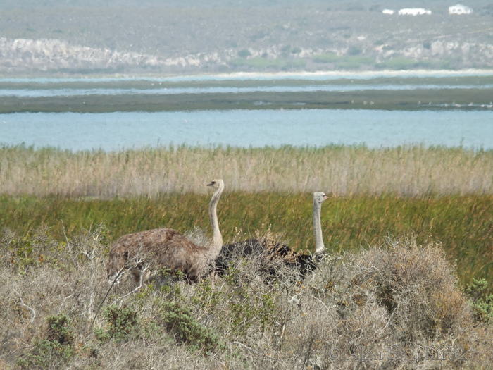 Ostriches