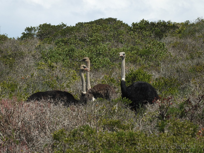 Ostriches