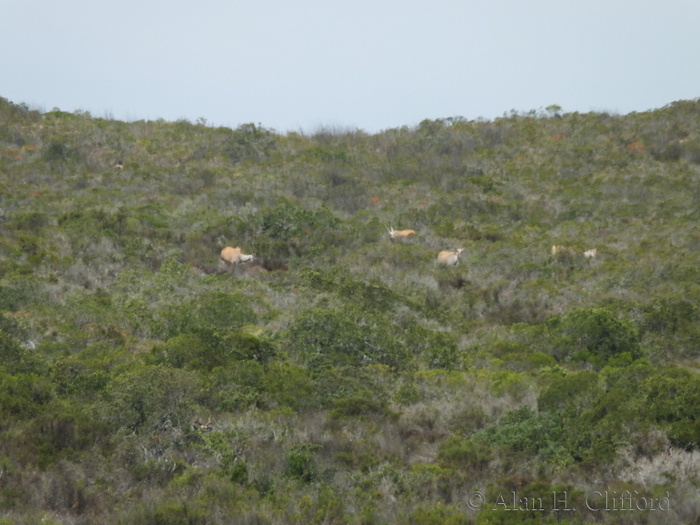 Antelope in the distance