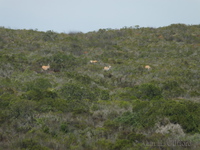 Antelope in the distance