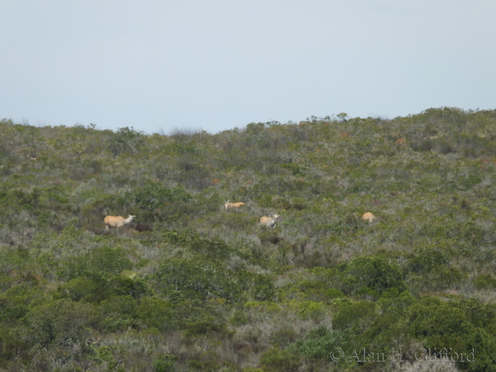 Antelope in the distance