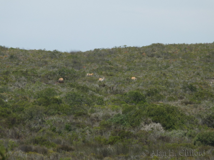 Antelope in the distance