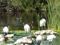 Abrahamskraal Water Hole