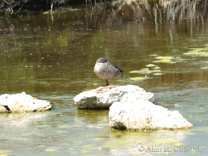 Abrahamskraal Water Hole