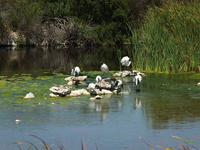 Abrahamskraal Water Hole