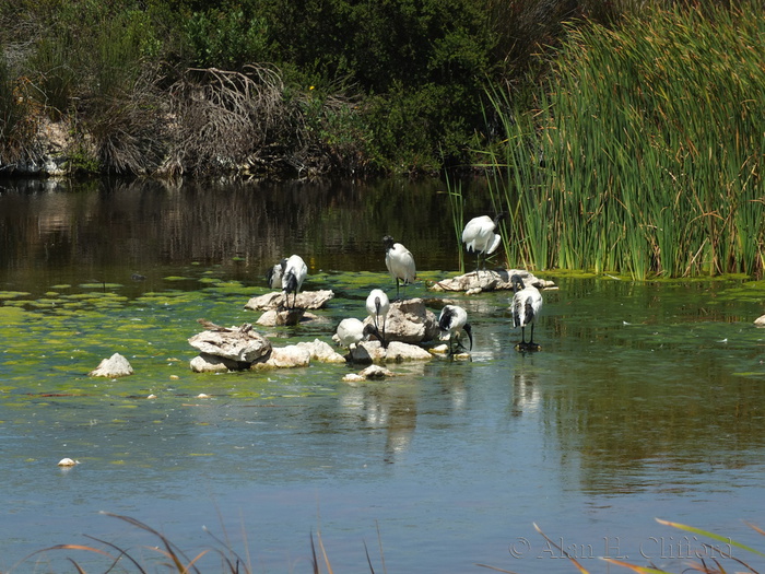 Abrahamskraal Water Hole