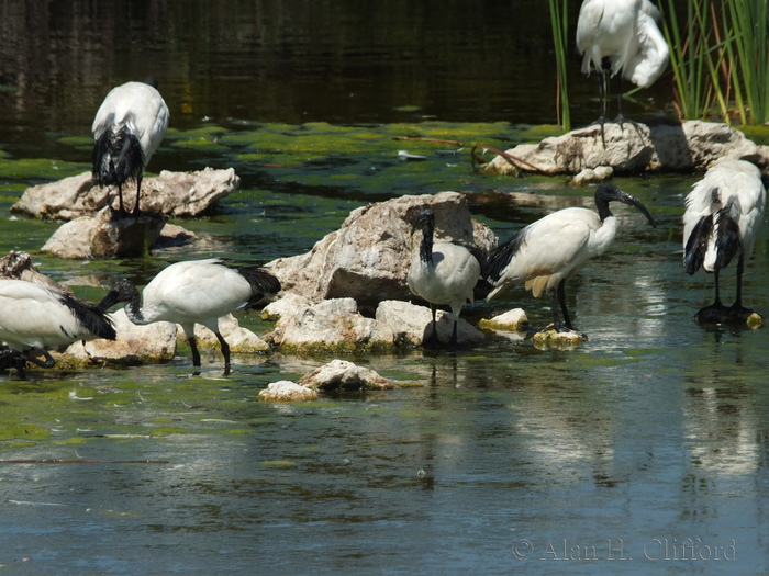 Abrahamskraal Water Hole