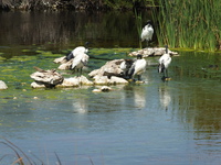 Abrahamskraal Water Hole