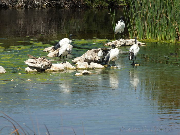 Abrahamskraal Water Hole