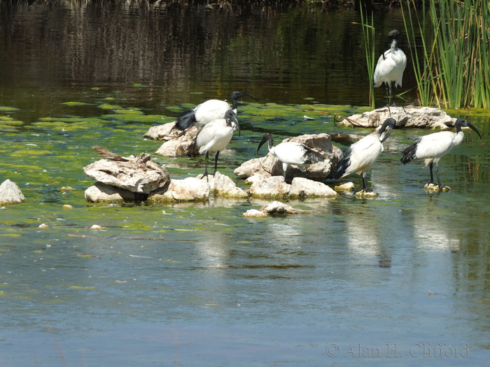 Abrahamskraal Water Hole