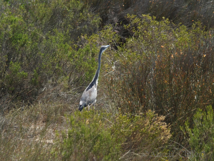 Heron