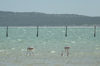 Flamingos