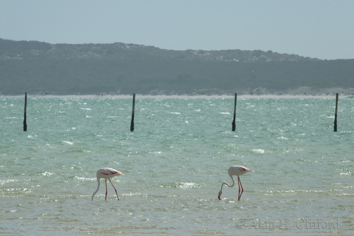 Flamingos