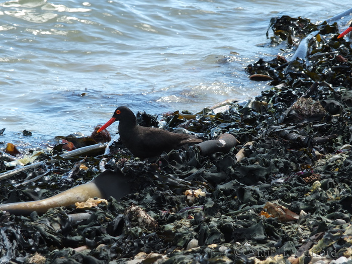 African Black Oystercatcher and Kelp