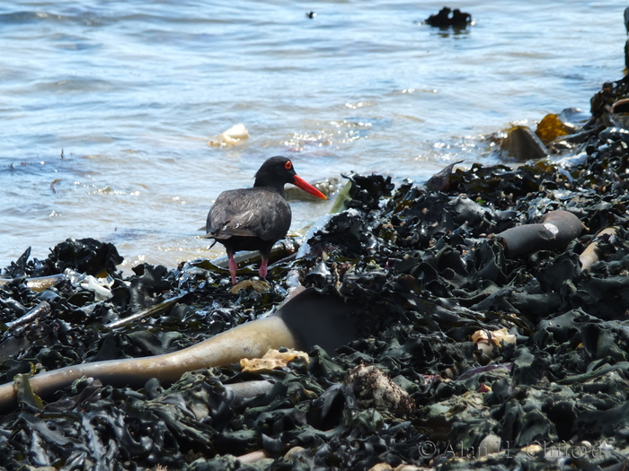 African Black Oystercatcher and Kelp