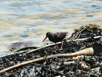 African Black Oystercatcher and Kelp