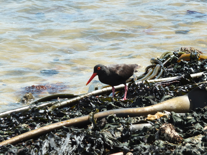 African Black Oystercatcher and Kelp