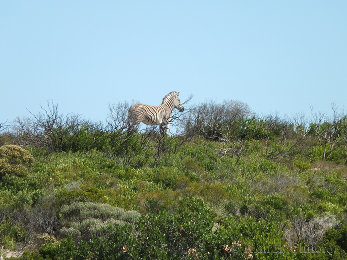 Zebras