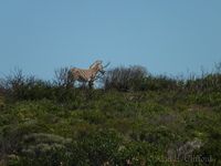 Zebras