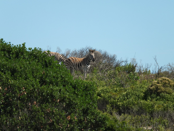 Zebras