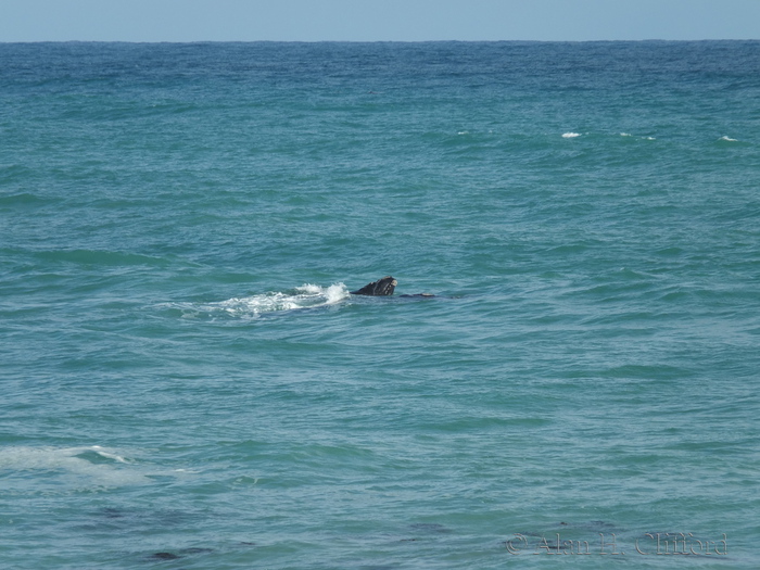 Whale at Pearly Beach