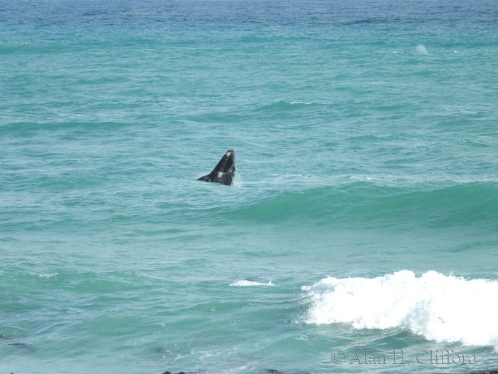 Whale at Pearly Beach