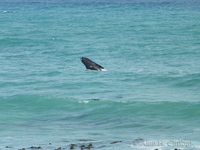 Whale at Pearly Beach