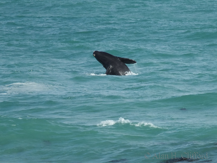 Whale at Pearly Beach