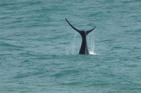 Whale at Pearly Beach