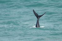 Whale at Pearly Beach