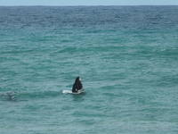 Whale at Pearly Beach