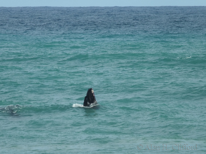 Whale at Pearly Beach