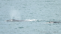 Whale at De Kelders