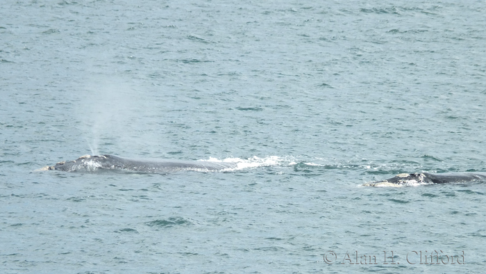 Whale at De Kelders