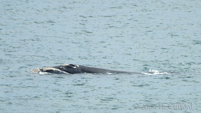 Whale at De Kelders