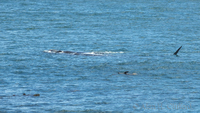 Whale at De Kelders