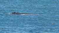 Whale at De Kelders