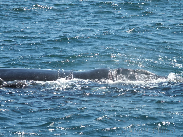 Whale at De Kelders