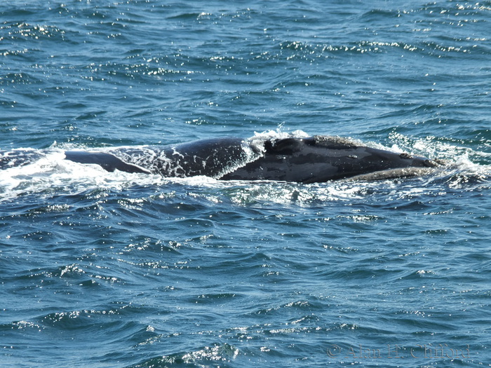 Whale at De Kelders