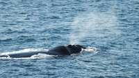 Whale at De Kelders