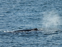 Whale at De Kelders