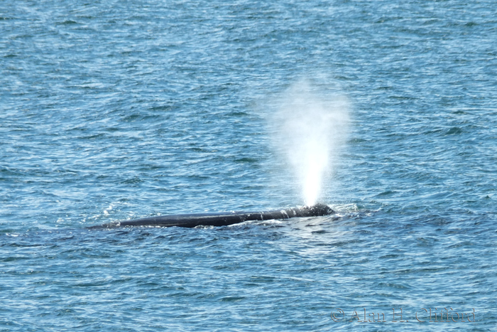 Whale at De Kelders