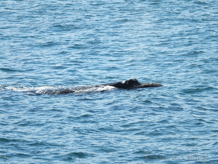 Whale at De Kelders