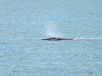 Whale at De Kelders