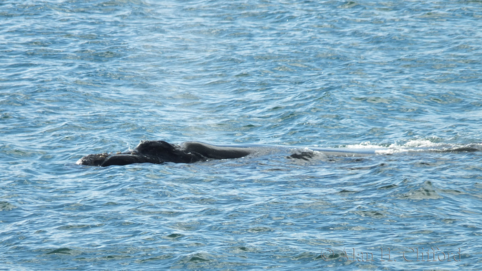 Whale at De Kelders