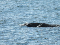 Whale at De Kelders