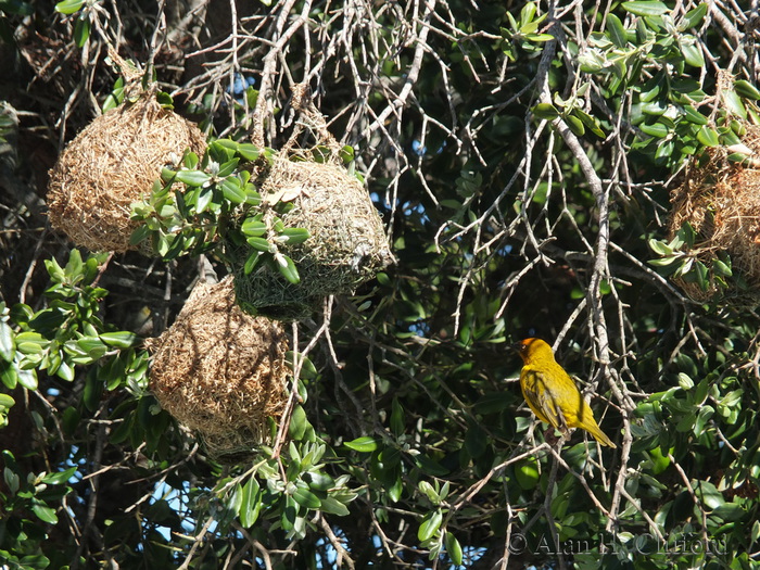 Weaver Bird